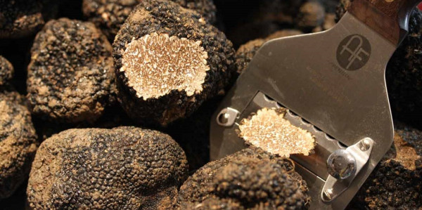 Hunting black truffles from Norcia and Lunch with truffle based menu