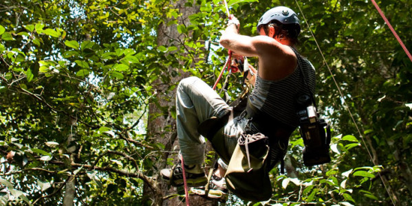 Tree climbing experience in Tanagro valley