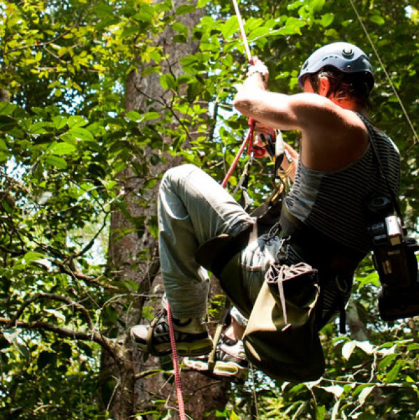 Tree climbing experience in Tanagro valley