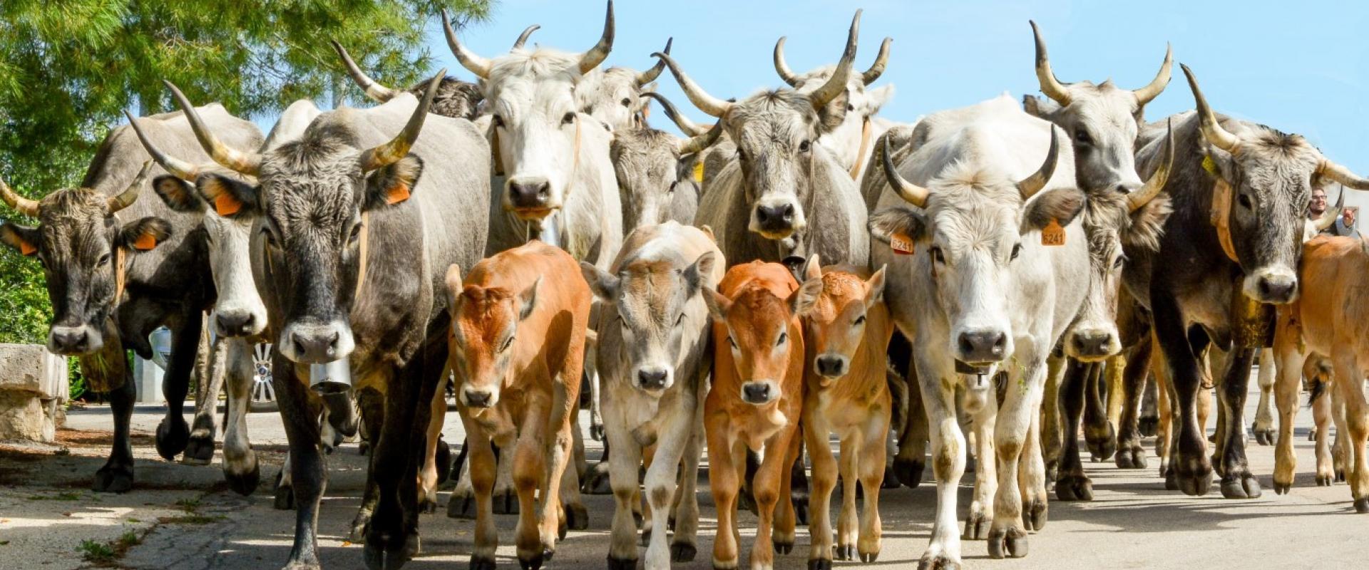 cows Excursion along the "tratturo" old route of transhumance and visit of the church of route
