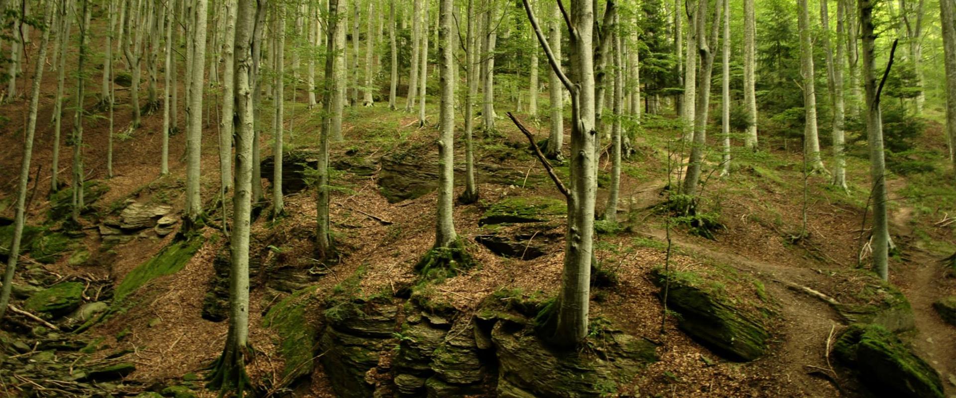Trekking in casentino area