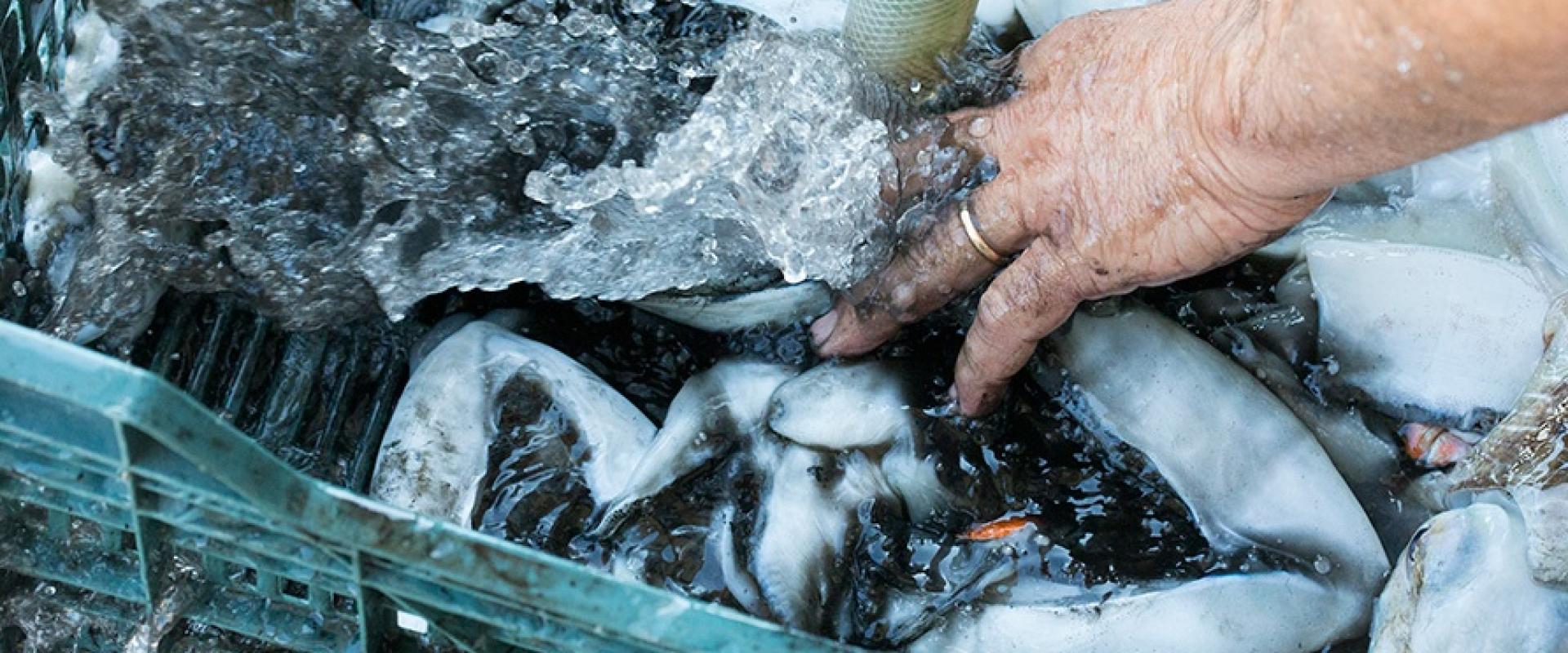 Visit the Cooperativa Pescatori Portonovo