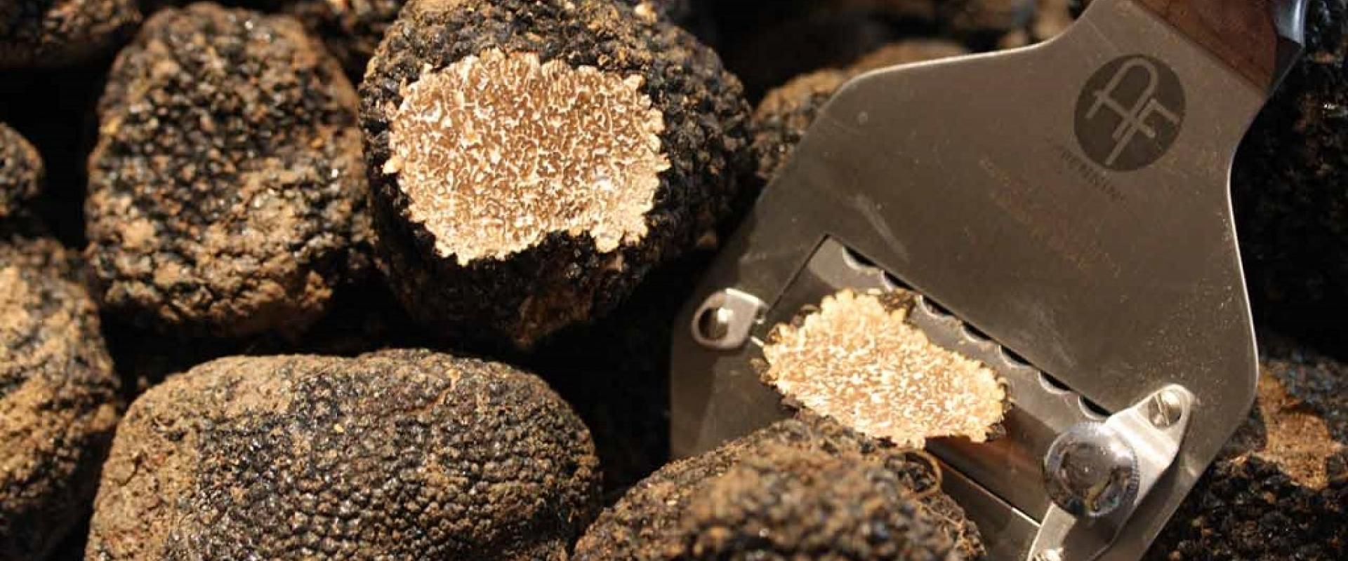 truffles Hunting black truffles from Norcia