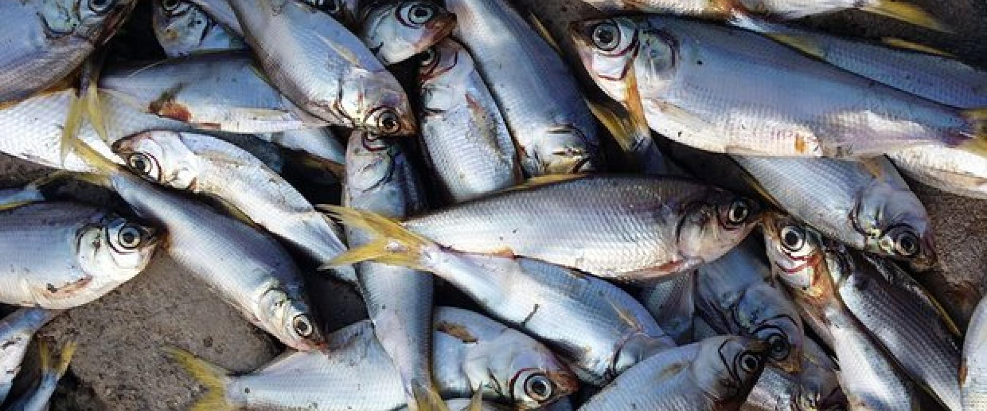 Fishing experience in Sardinia Fishing experience in Sardinia