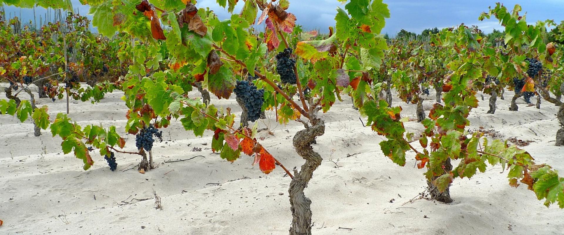 wineyard in sardinia