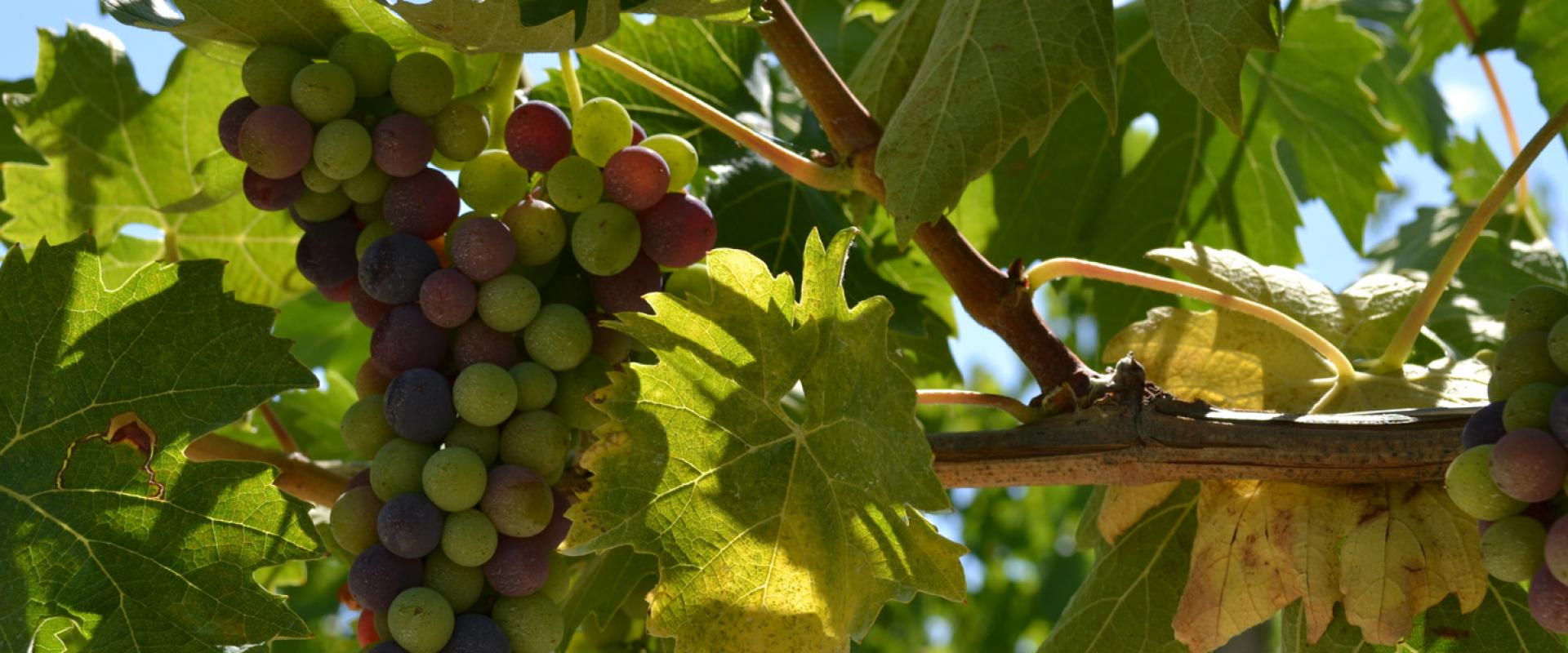 Wine tasting in Tuscany