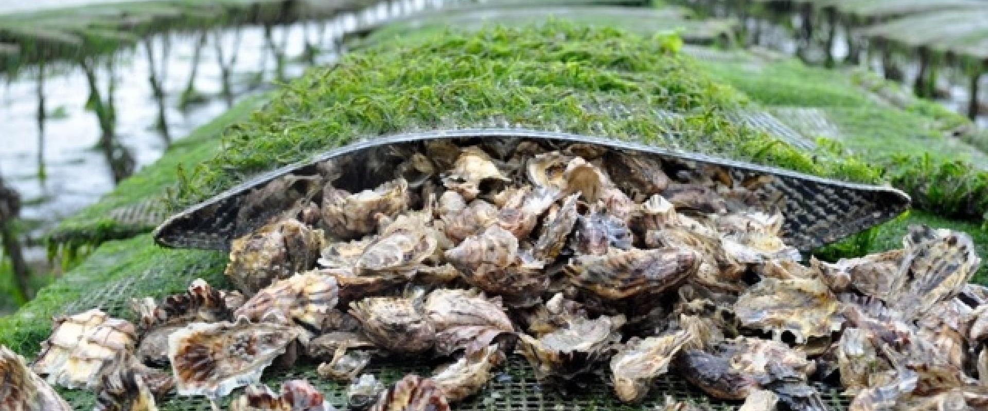 Visit of the mussels farm in Liguria