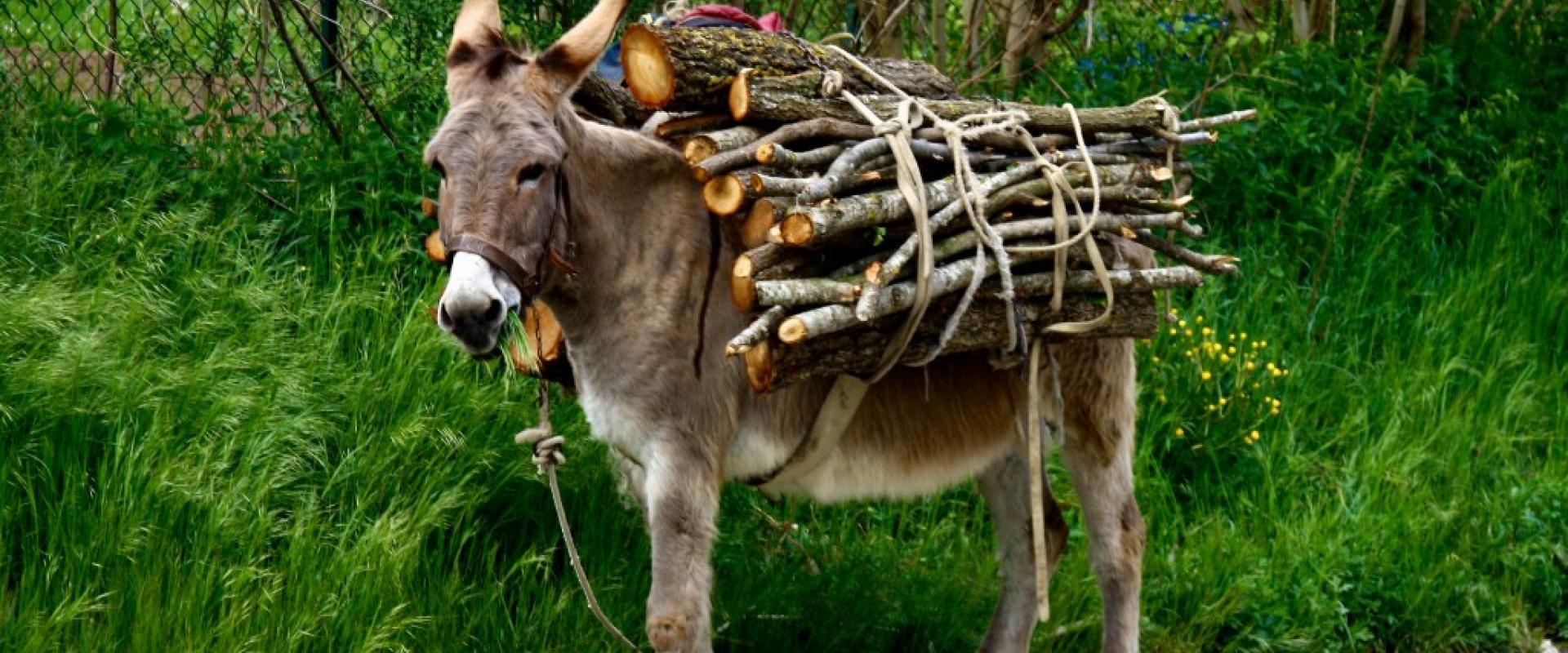 donkey Hiking experience with donkey in the Capestrano valley