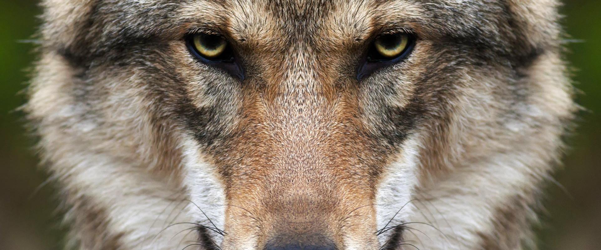 wolf hiking in moun Amiata