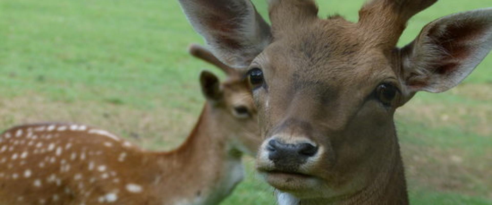 zoo di Poppi zoo di Popppi