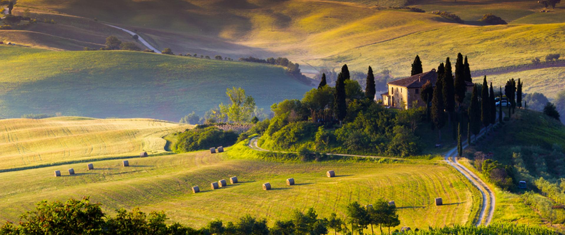 Vineyards in tuscany Vineyards in Tuscany