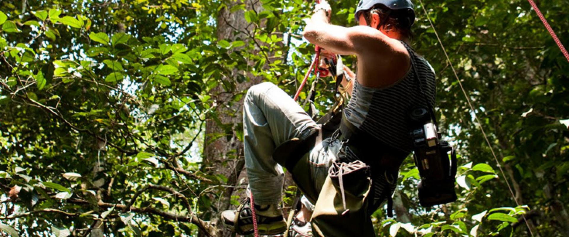 tree climbing in Tanagro valley