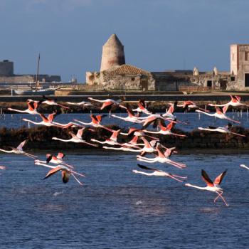 Trapani