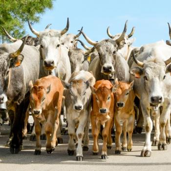  Excursion along the "tratturo" old route of transhumance and visit of the church of route