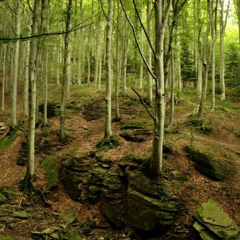 Trekking in casentino area