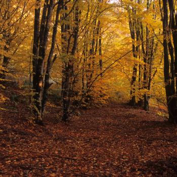 Guided Suggestive in Garfagnana woods by night