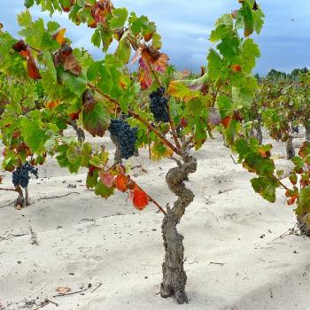 wineyard in sardinia