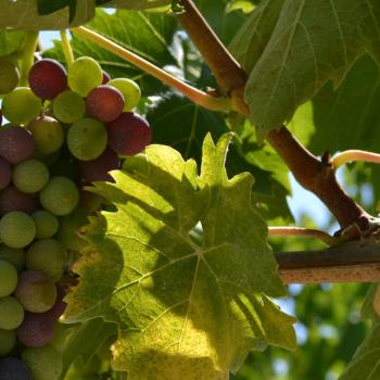 Wine tasting in Tuscany