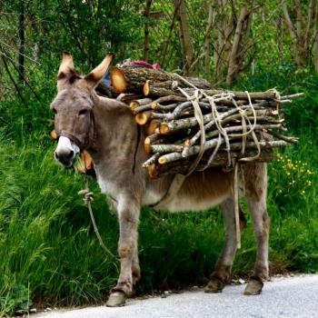 Hiking experience with donkey in the Capestrano valley